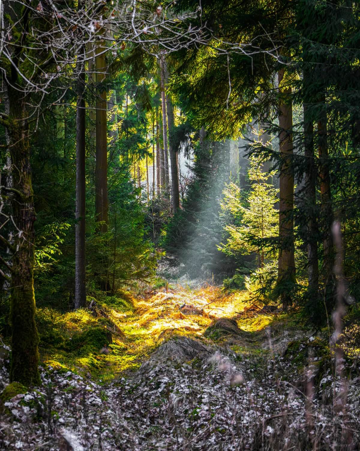 Bayerischer Wald Landschaft